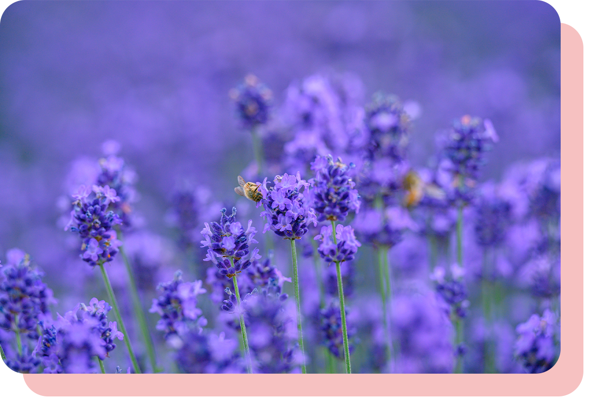 子どもだちの紹介